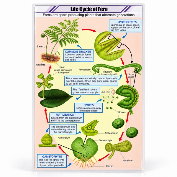 Life Cycle of Fern Chart